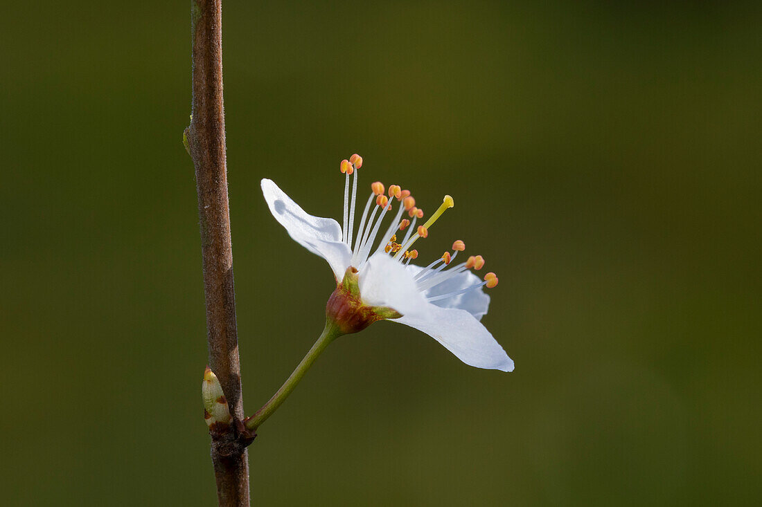  Sloe, blackthorn, Prunus spinosa, blossom, Schleswig-Holstein, Germany 