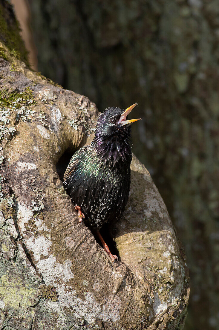 Star, Sturnus vulgaris, Star singt an der Nisthöhle, Frühjahr, Schleswig-Holstein, Deutschland