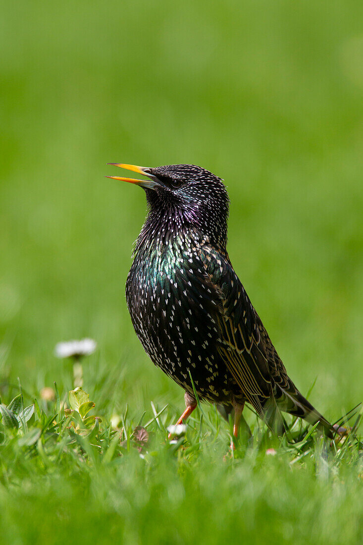  Starling, Sturnus vulgaris, adult bird in breeding plumage, spring, Schleswig-Holstein, Germany 