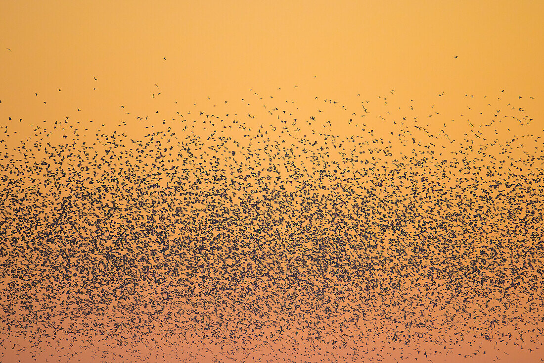  Starlings, Sturnus vulgaris, flock of starlings at sunrise, Schleswig-Holstein, Germany 