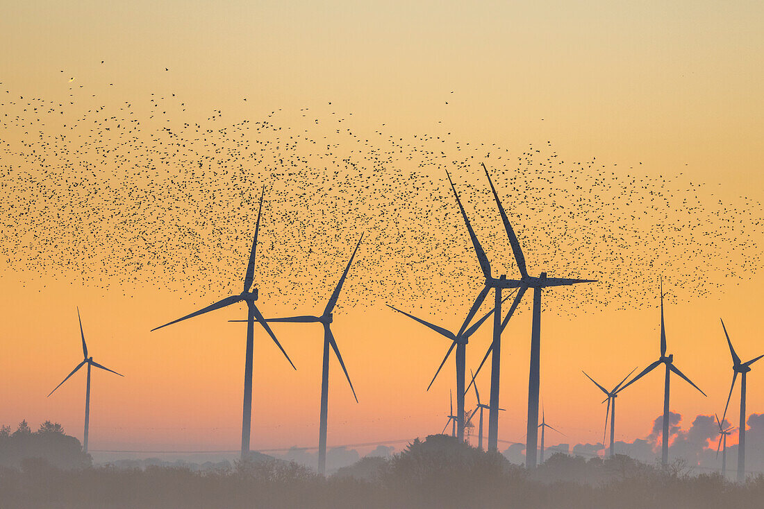  Starlings, Sturnus vulgaris, flock of starlings at sunrise, Schleswig-Holstein, Germany 