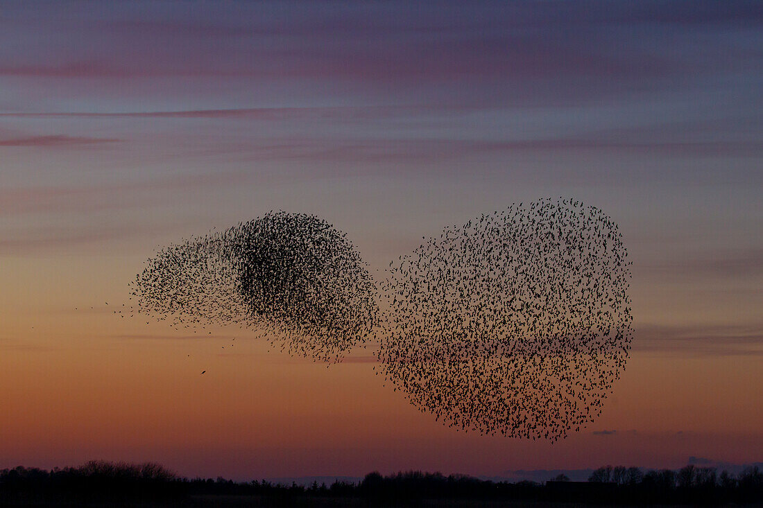  Starlings, Sturnus vulgaris, bird of prey attacking a flock of starlings at sunset, Schleswig-Holstein, Germany 