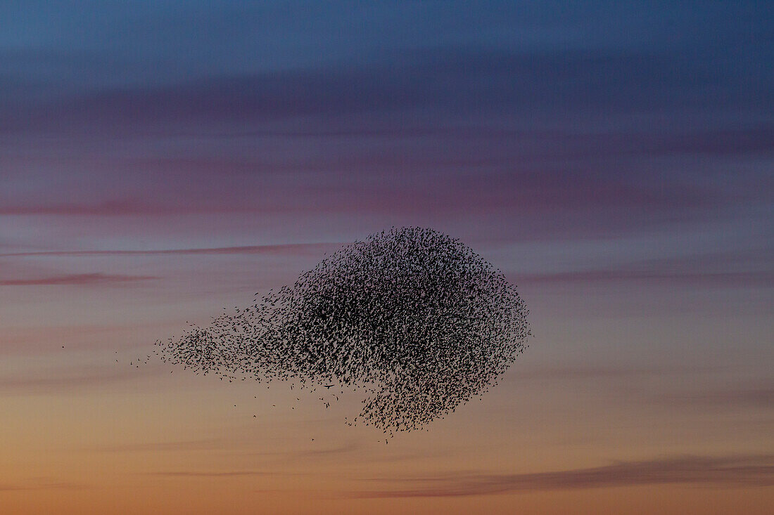 Stare, Sturnus vulgaris, Starenschwarm bei Sonnenuntergang, Schleswig-Holstein, Deutschland