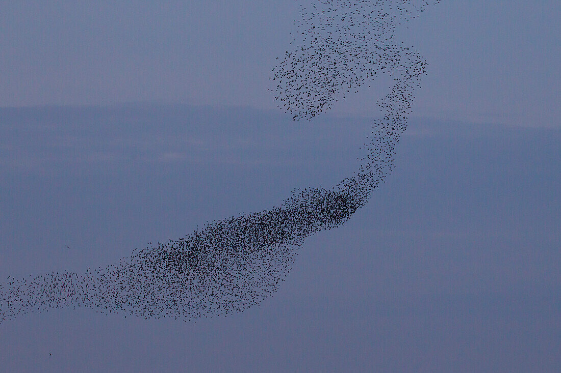  Starlings, Sturnus vulgaris, flock of starlings at sunset, Schleswig-Holstein, Germany 