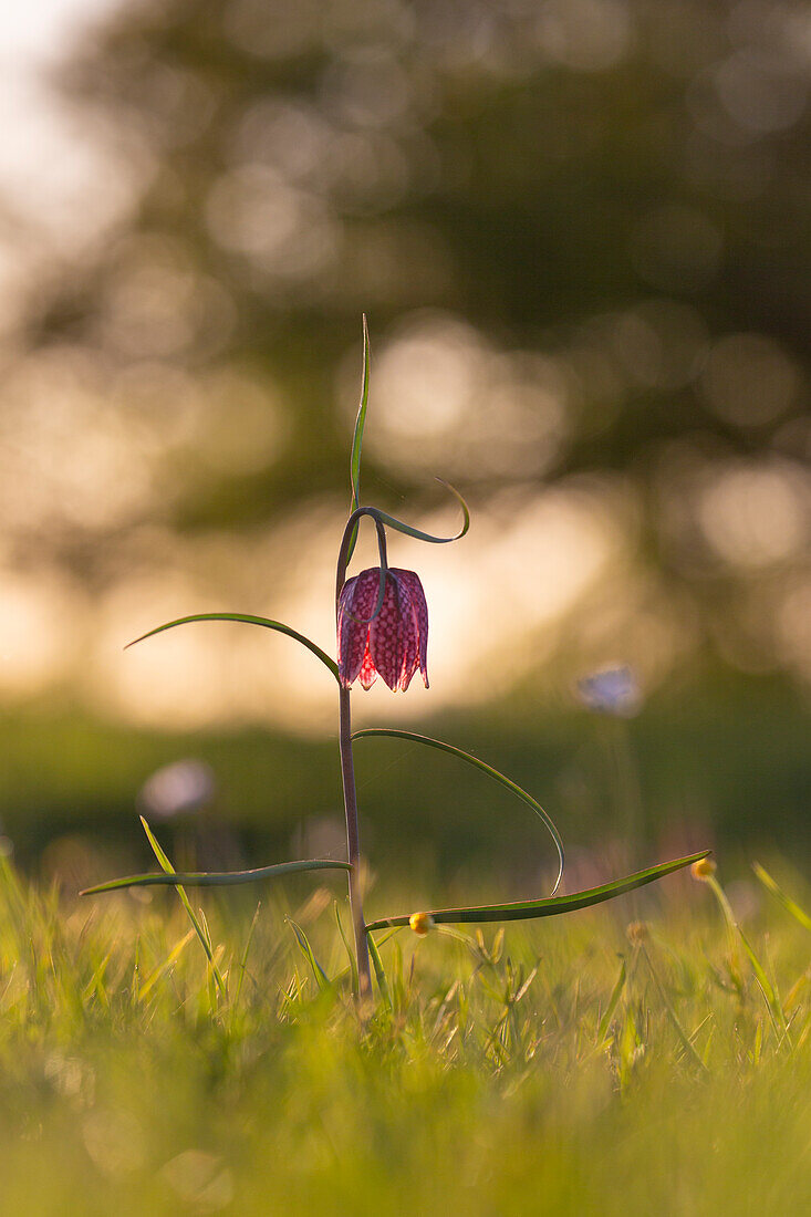 Schachbrettblume, Schachblume, Kiebitzei, Fritillaria meleagris, lila Blüte, Schleswig-Holstein, Deutschland