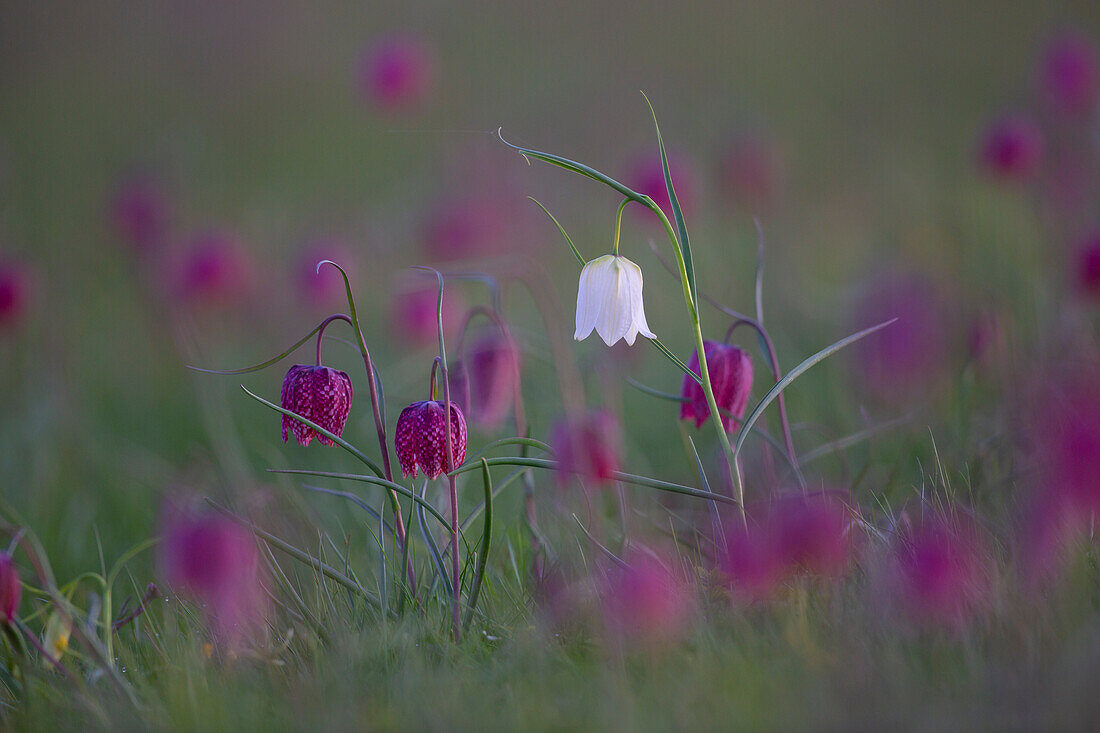 Schachbrettblume, Schachblume, Kiebitzei, Fritillaria meleagris, weisse Blüte, Schleswig-Holstein, Deutschland