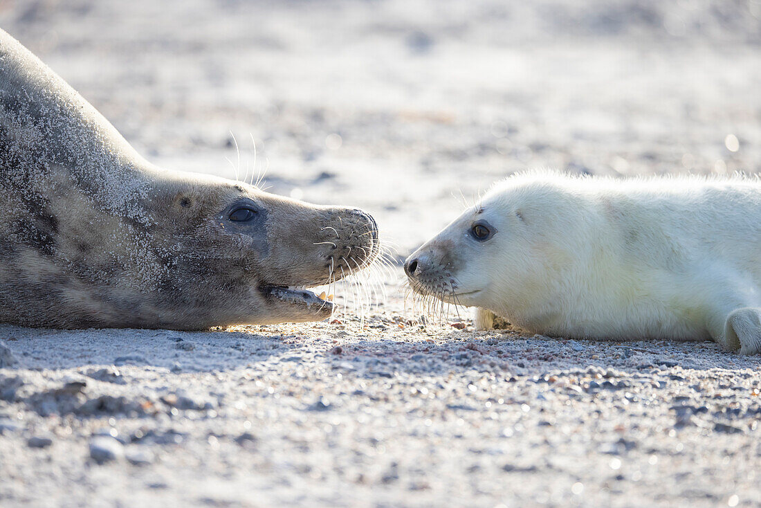  Grey seal, Halichoerus grypus, adult female with her pup, Schleswig-Holstein, Germany 