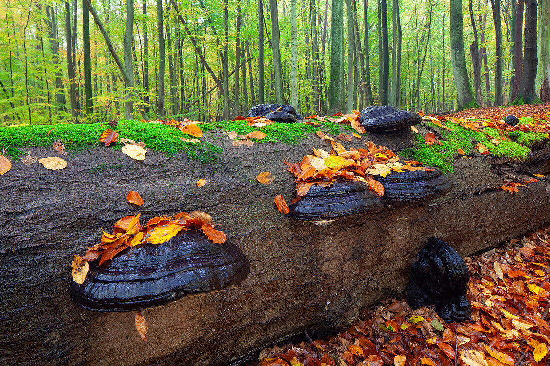 Buchenurwald Serrahn, UNESCO-Weltnaturerbe, Müritz Nationalpark, Mecklenburg-Vorpommern, Deutschland