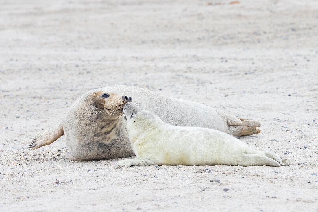 Kegelrobben, Halichoerus grypus, adultes Weibchen mit ihrem Jungen, Schleswig-Holstein, Deutschland