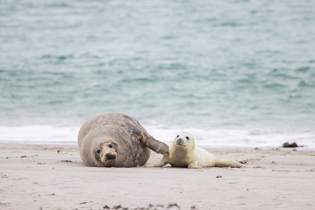  Grey seal, Halichoerus grypus, adult female with her pup, Schleswig-Holstein, Germany 