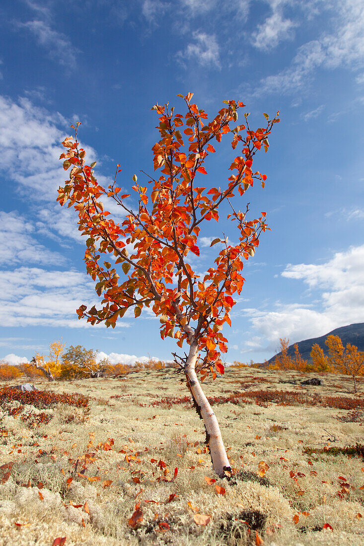  Sand birch, silver birch, white birch, Betula pendula, Betula alba, Betula verrucosa, birch in the fell, autumn, Rondane National Park, Dovre, Oppland, Norway 