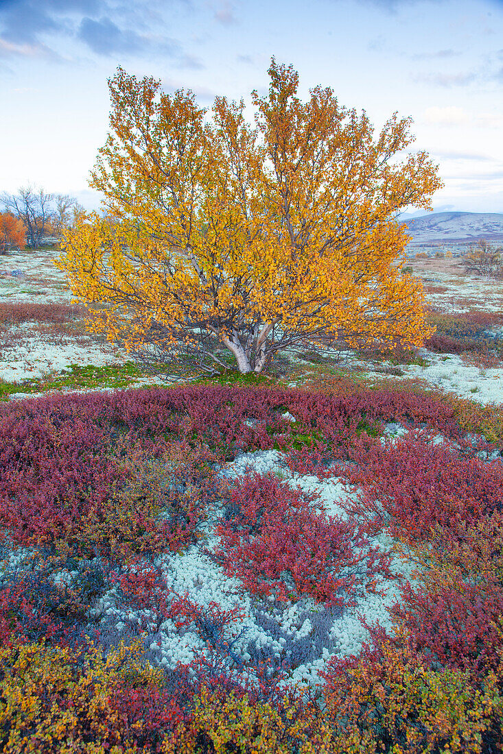  Sand birch, silver birch, white birch, Betula pendula, Betula alba, Betula verrucosa, birch in the fell, autumn, Rondane National Park, Dovre, Oppland, Norway 