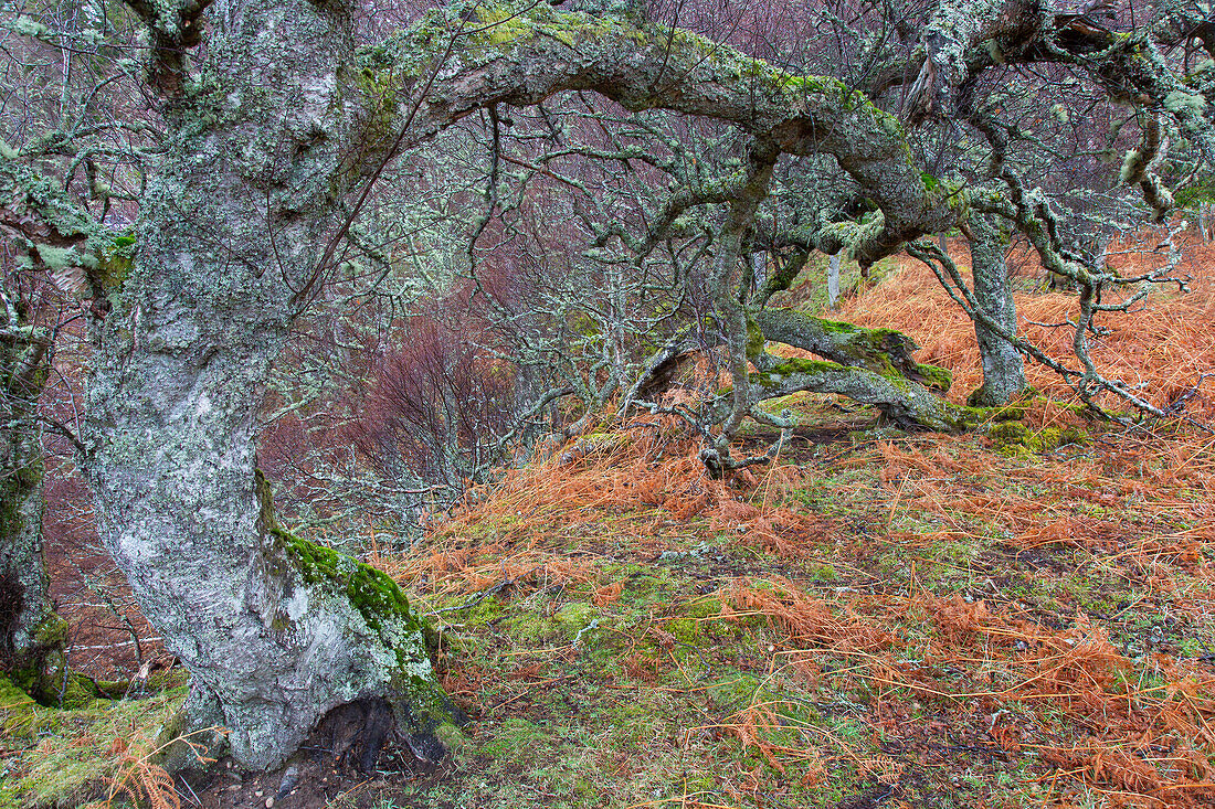  Silver birch, Weeping birch, White birch, Betula pendula, Betula alba, Betula verrucosa, rustic birch, Cairgorms, Scotland 