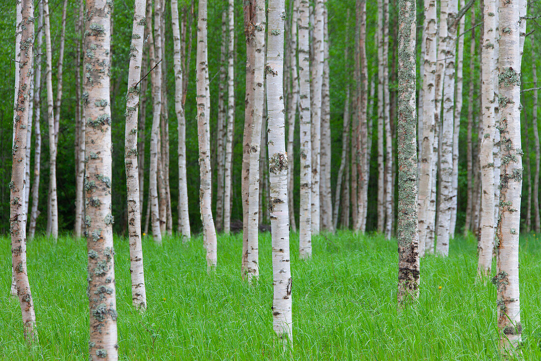 Sandbirke, Hängebirke, Weissbirke, Betula pendula, Betula alba, Betula verrucosa, Birkenwald, Baumstämme, Dalarna, Schweden