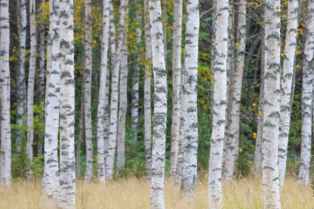  Silver birch, Betula pendula, Betula alba, Betula verrucosa, birch forest, tree trunks, Dalarna, Sweden 