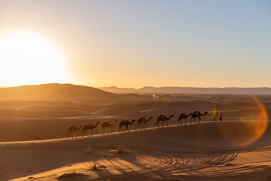 Kamelführer und Kamele in der Wüste im Sonnenuntergang, Marokko, Afrika