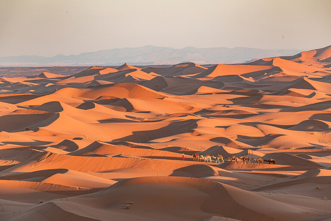  Camel driver with camels in the desert at sunset 