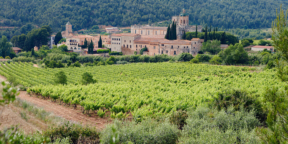  Grüne Weinberge in der königlichen Abtei Santa Maria de Santes Creus. Santes Creus, Katalonien, Spanien. 