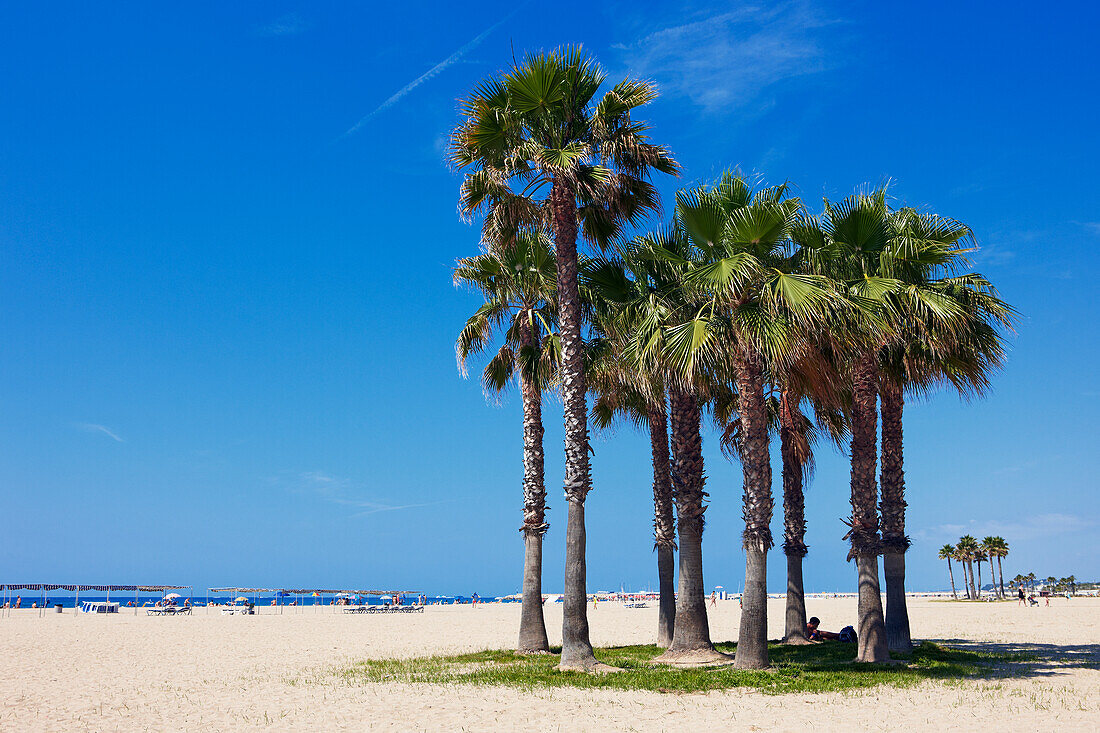 Palm trees grow on Sant Salvador beach. El Vendrell, Catalonia, Spain.