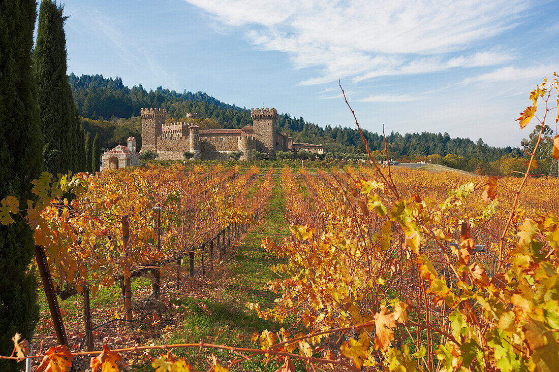 Vineyard at the Castello di Amorosa winery. Napa Valley, California, USA.