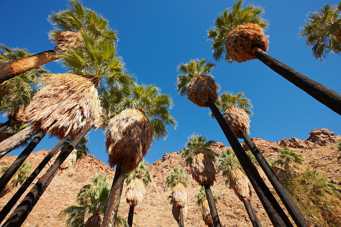 A view from below of tall palm trees growing in the Palm Canyon near Palm Springs, California, USA.