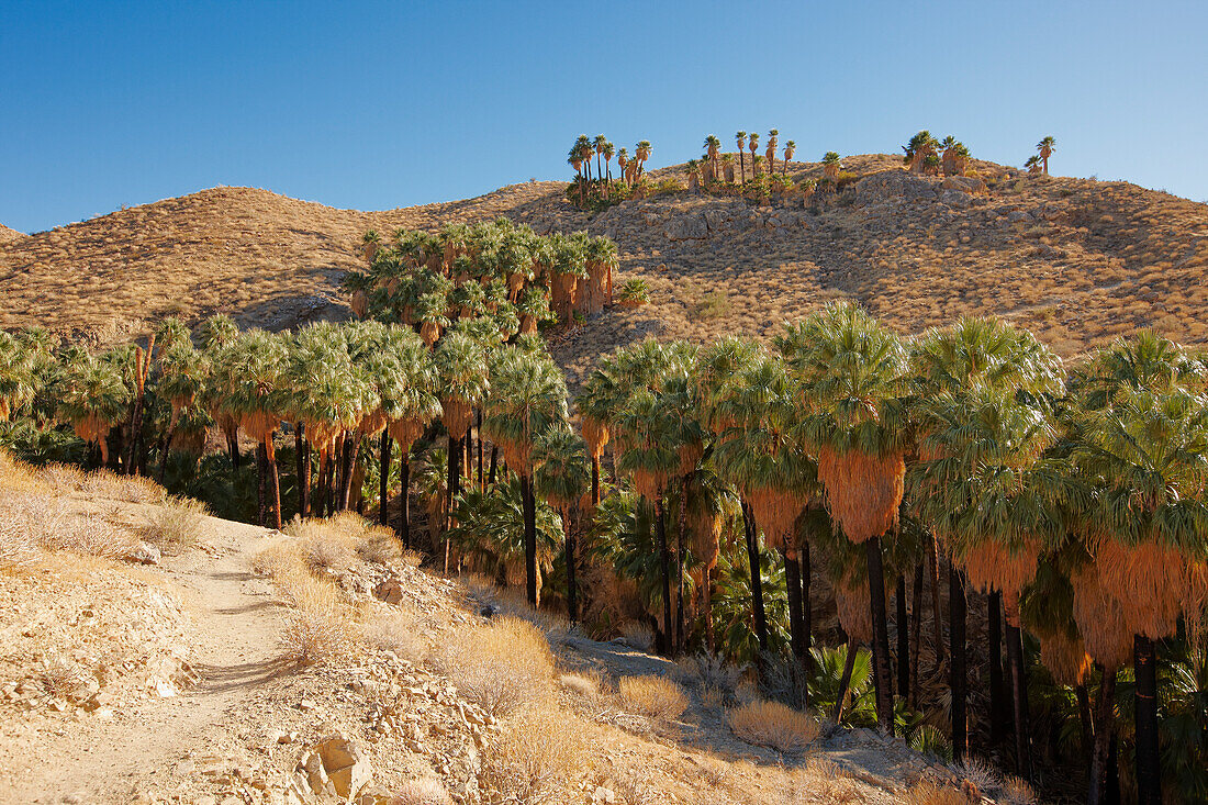 Scenic view of the Palm Canyon near Palm Springs, California, USA.