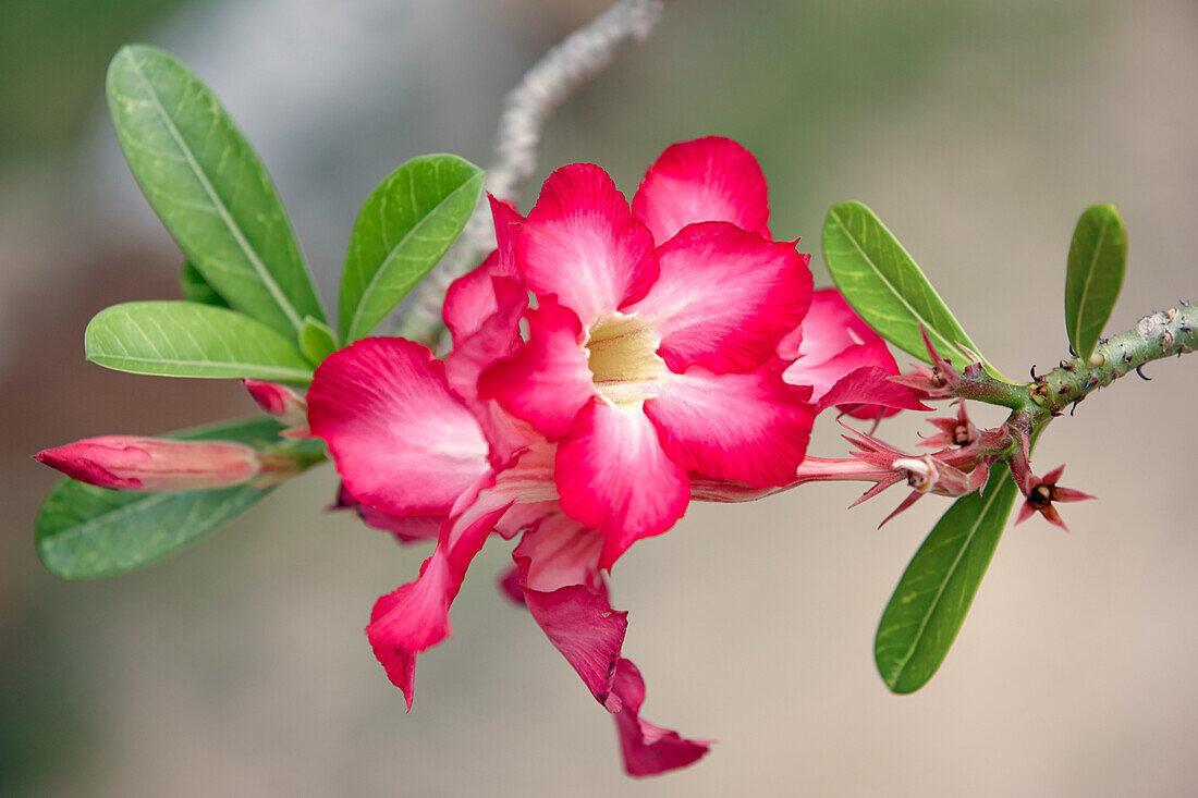  Nahaufnahme eines blühenden Zweigs einer Wüstenrose (Adenium obesum) mit roten Blüten. Mui Ne, Provinz Binh Thuan, Vietnam. 