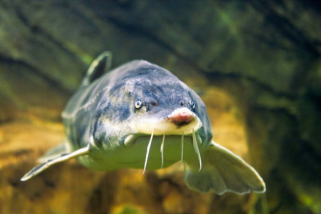 Beluga, or Great Sturgeon (Huso huso), swims in aquarium towards the camera. Vinpearl Land Aquarium, Phu Quoc, Vietnam.