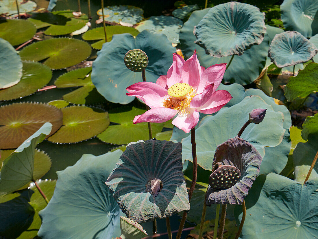 Close up view of a pink lotus flower (Nelumbo nucifera) in the pond at the Truong Du Pavilion.  Imperial City (The Citadel), Hue, Vietnam.