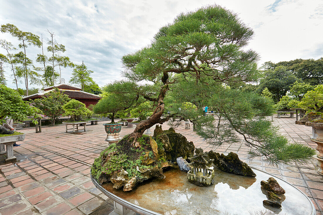  Bonsai-Garten an der Thien Mu-Pagode. Hue, Vietnam. 