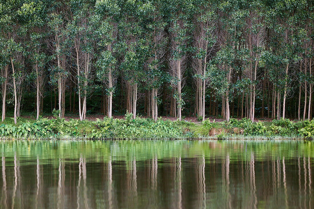 Bäume am Ufer des Parfümfluss spiegeln sich im Wasser. Hue, Vietnam.