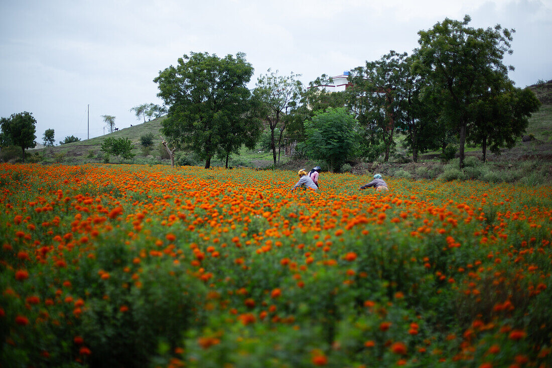 Pune, Indien, Marigole, Feldarbeiter in einem Mohnfeld