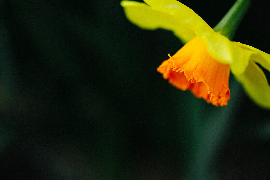  Niederlande, Narzisse, gelbe und orange Blüte 