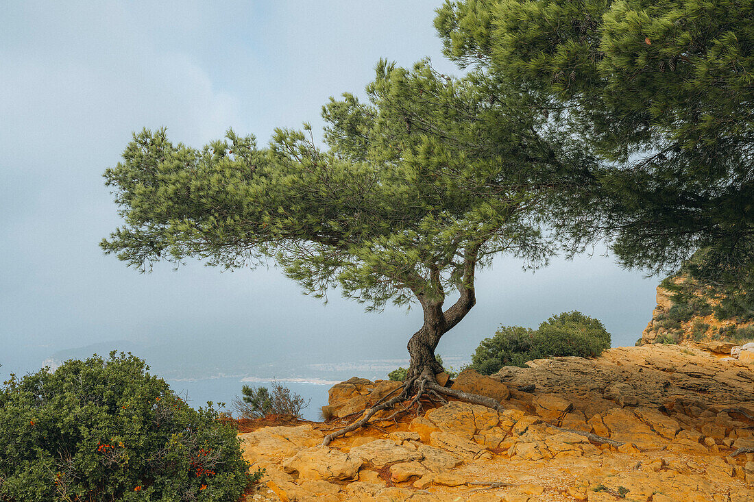 Pinien am Cap Canaille bei Cassis, Provence-Alpes-Côte d'Azur, Frankreich