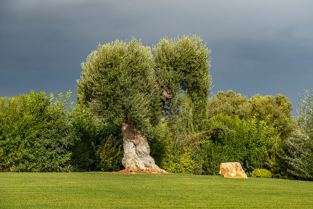 Beautiful healthy olive tree in a luxurious garden in Southern Italy.