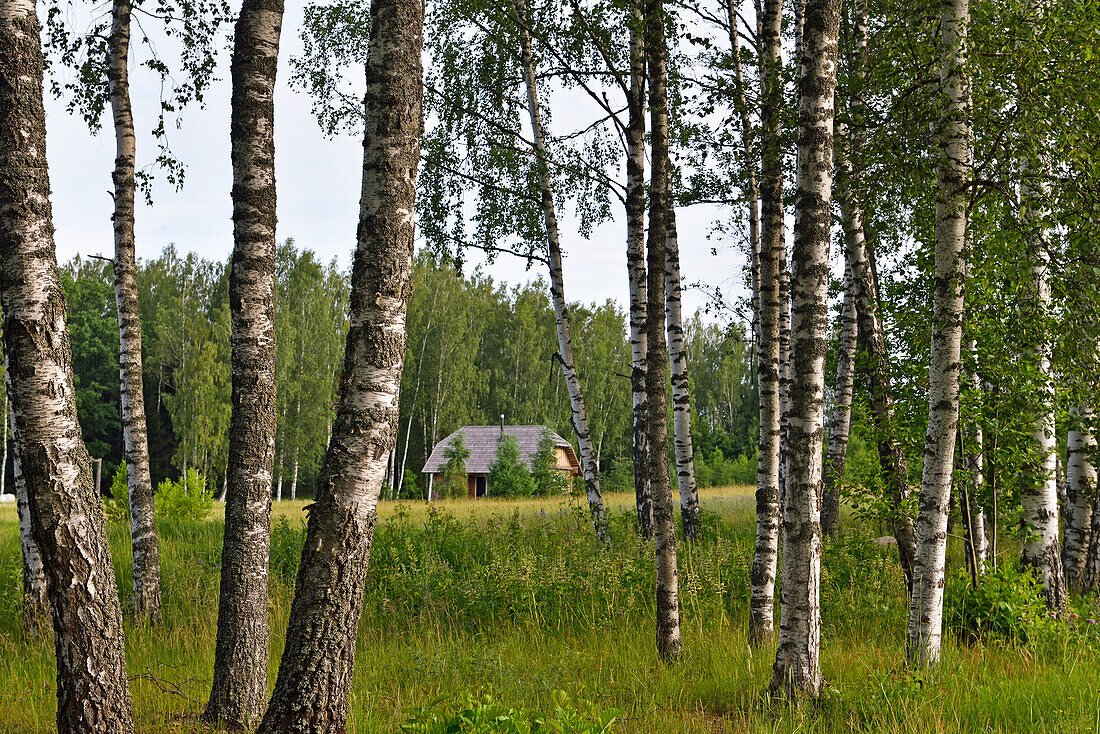  Birkenwald auf dem Gehöft Miskiniskes, ländliche Unterkünfte, Aukstaitija Nationalpark, Litauen, Europa 