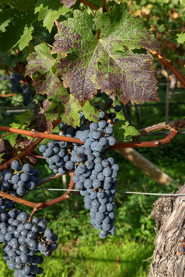 Weinrebe in Südtirol, Herbst