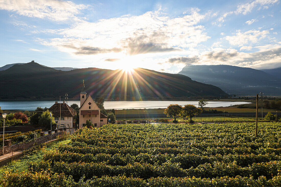 Kalterer See bei Sonnenaufgang, Weinberge im Vordergrund, Südtirol, Italien