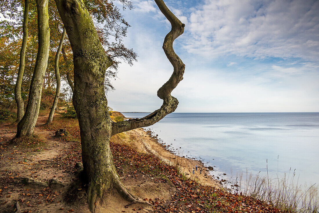  View of the cliffs at Eitz in Weissenhaeuser Strand, Baltic Sea, Ostholstein, Schleswig-Holstein, Germany 