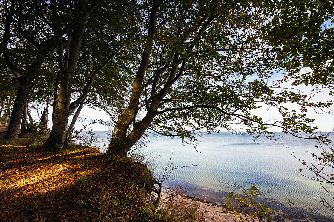 Blick auf die Steilküste am Eitz in Weissenhäuser Strand, Ostsee, Ostholstein, Schleswig-Holstein, Deutschland