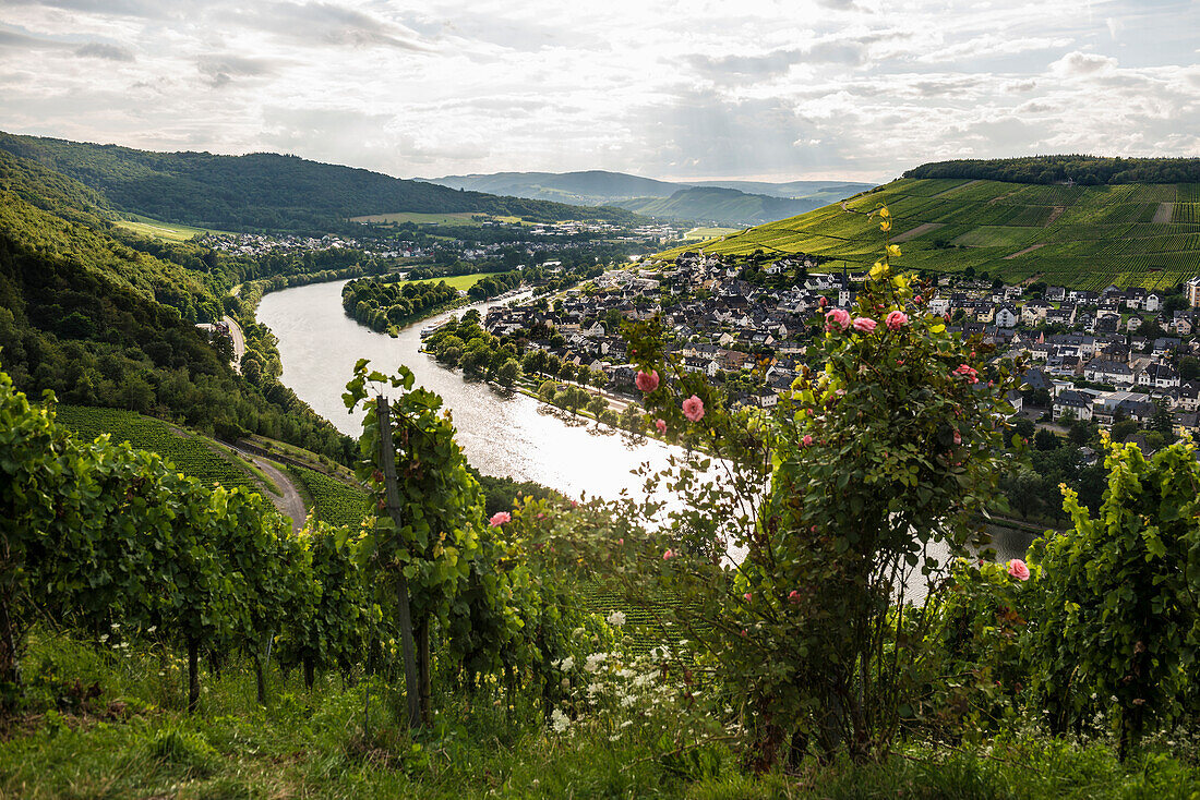  Vineyard with roses, sunset, Moselsteig, Bernkastel-Kues, Moselle, Rhineland-Palatinate, Germany 