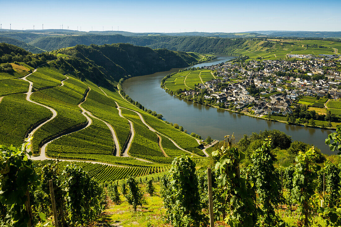  Picturesque village on the river and in the vineyards, Piesport, Mosel, Rhineland-Palatinate, Germany 