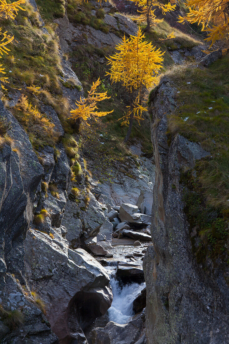  mountain stream, larch trees, autumn, Gran Paradiso National Park, Italy 