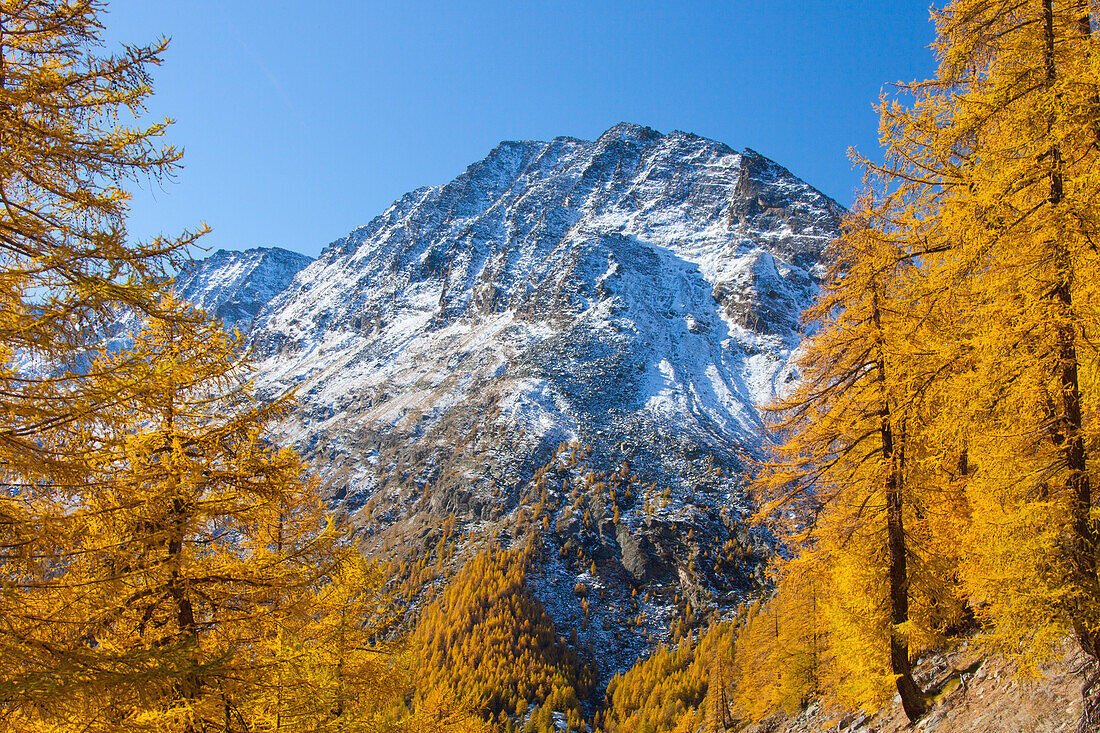  mountain landscape, larch, autumn, Gran Paradiso National Park, Italy 