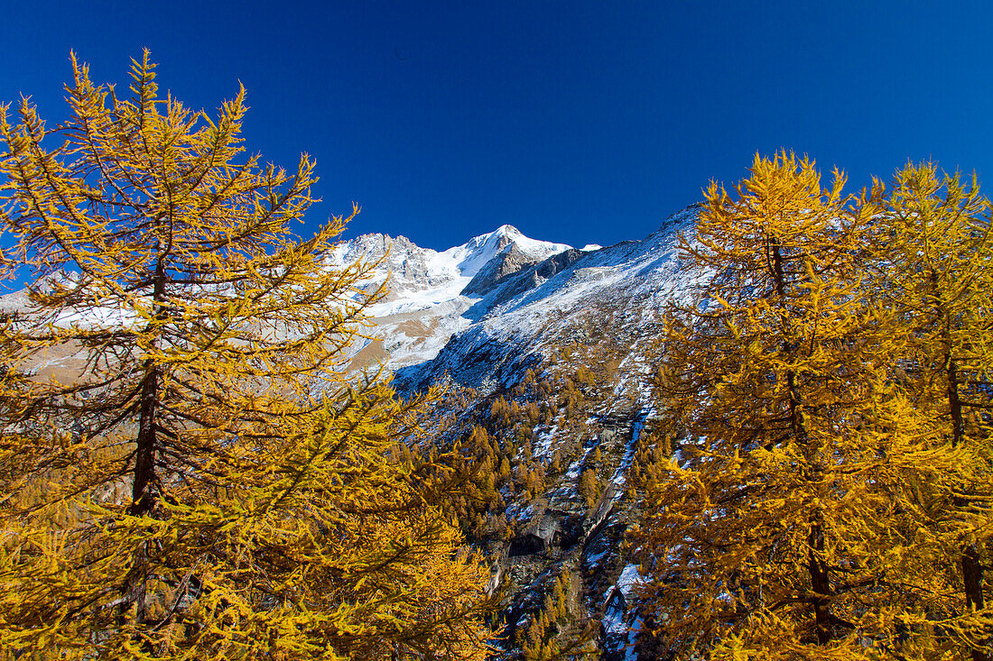  mountain landscape, Gran Paradiso mountain, larch, autumn, Gran Paradiso National Park, Italy 