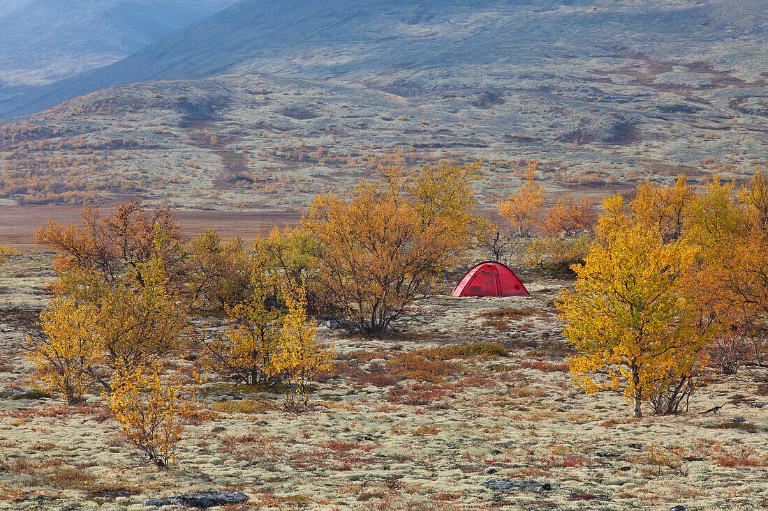  Tent in Døråldalen, Rondane National Park, Dovre, Oppland, Norway 