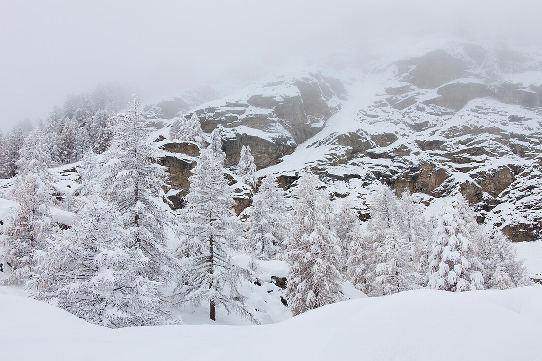  Mountain landscape, larch trees in the snow, winter, Gran Paradiso National Park, Aosta Valley, Italy 