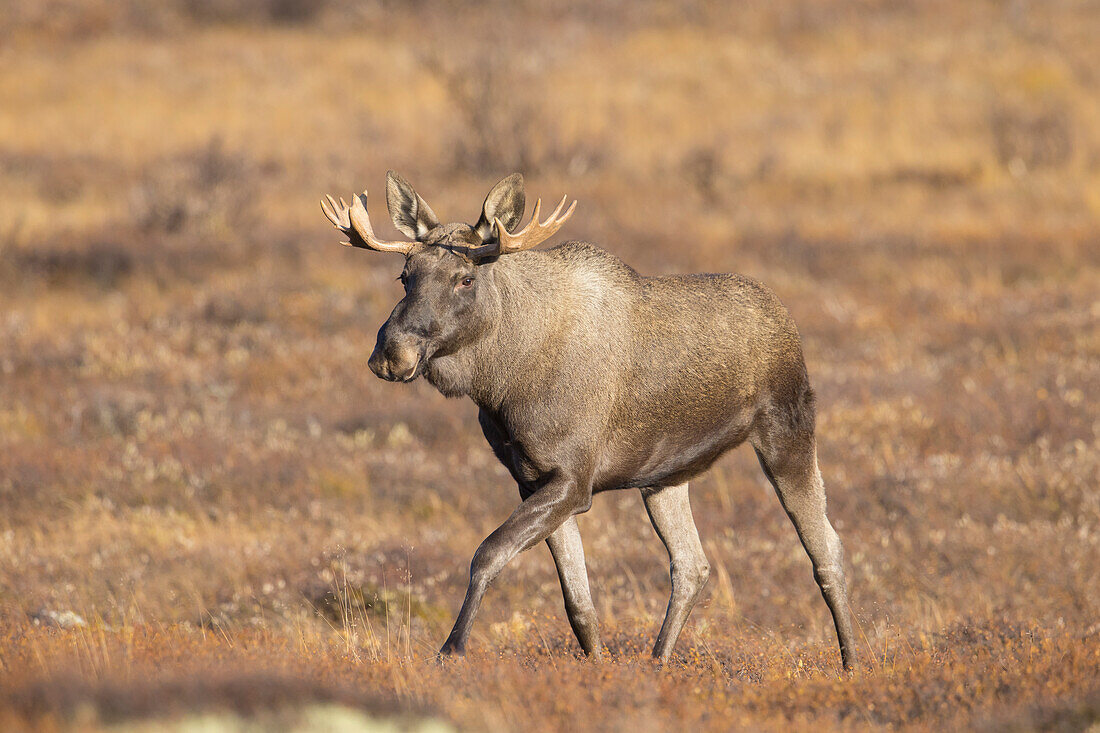  Moose, Alces alces, old bull moose in autumn, Jaemtland, Sweden 