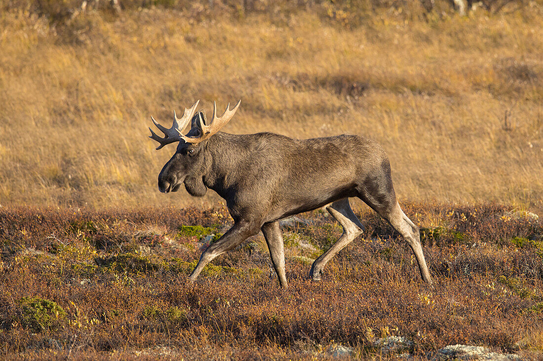  Moose, Alces alces, old bull moose in autumn, Jaemtland, Sweden 