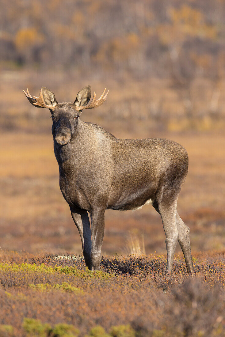  Moose, Alces alces, old bull moose in autumn, Jaemtland, Sweden 